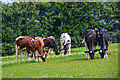 Abbots Leigh : Grassy Field & Cattle