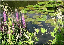 TG3204 : Purple loosestrife and water lilies by Evelyn Simak