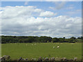 Sheep in a field by Eccup Lane