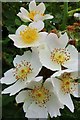NZ1165 : Dog-rose (Rosa canina), The Rift by Andrew Curtis
