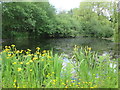 Fimber  pond  known  as  Low  Mere