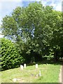 The hedge on the north boundary, Exeter Higher Cemetery