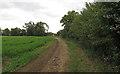 Footpath on field margin near Butt Hatch Farm, Beauchamp Roding