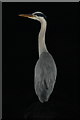 NJ2370 : A Grey Heron as witching hour approaches by Des Colhoun