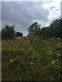 View towards Dearne Valley Parkway