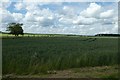 Fields near Bracken