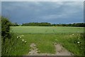 Farmland beside Cliffe Road