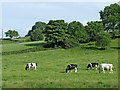 Cattle grazing near Denford in Staffordshire