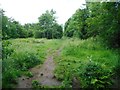 Path beside the Craigdhu Burn