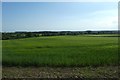 Field near Leppington