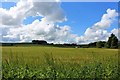 Barley Fields