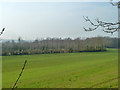 Field and woodland near Alkerden Farm