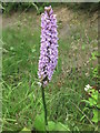 Common Spotted-Orchid Near Middle Farm, Seghill