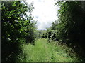 Bridleway near Vicarage Spinney