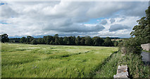 NZ0713 : Field with barley by Trevor Littlewood