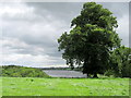 Tree with view of Budworth Mere