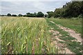 TM2131 : Essex Way and Ripening Barley by Glyn Baker
