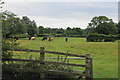 Cattle near Meadow House