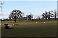 SU8281 : Sheep grazing in parkland at Hall Place by Simon Mortimer