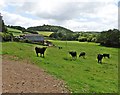 Cattle, grazing at Yelland