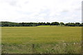 Farmland near Riccarton