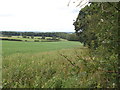 Wolds view at the edge of the wood