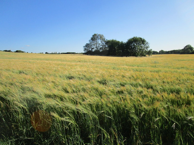 Barley field and trees round a pond © Jonathan Thacker cc-by-sa/2.0 ...