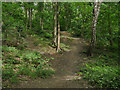 Side path in Scotland Wood