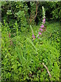 Purple loosestrife in damp ground, Lido Park, Droitwich