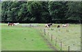 NN7846 : Horses in Inchadney Park by Alan Reid