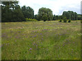 Flower meadow on the Perry Mead Reserve