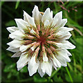 White Clover (Trifolium repens)