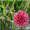 Red Clover (Trifolium pratense)