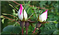 Glaucous Dog-rose (Rosa vosagiaca)