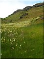 NS4774 : A swathe of meadowsweet by Richard Sutcliffe