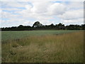 TL1269 : Wheat field and former railway bridge by Jonathan Thacker