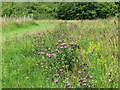 Wildflowers, Silverlink Biodiversity Park, Shiremoor