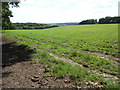 A field near Collings Hanger Farm