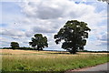 Oaks on Mowden Hall Lane