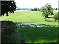 Sleepy sheep in the shade