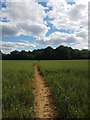 Bridleway through a field