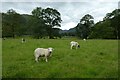 Sheep near Seatoller