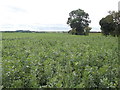 Bean field by Low Close Farm