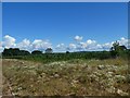 Rough ground bordering a field of maize by B3174