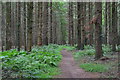 Path through Barnsell Copse