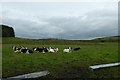 Cattle near Shap Wells Hotel