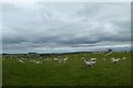 Sheep near Castlehowe Scar