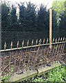 Preparations for replacing an old fence, Myton Road, Warwick