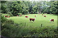 Inquisitive cattle next to the Mon & Brec Canal