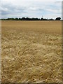 NT5666 : Barley at Newlands by M J Richardson